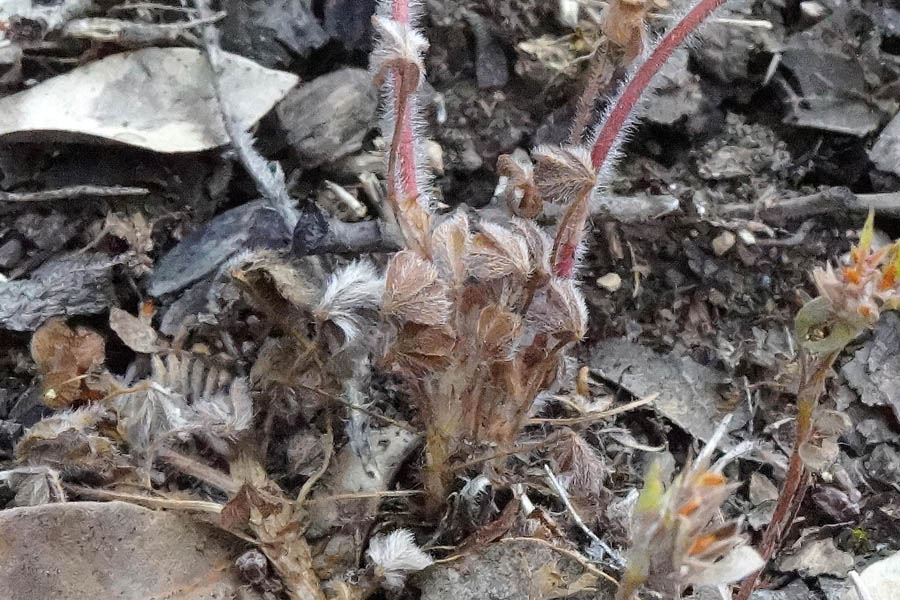 Trifolium cherleri / Trifoglio di Cherler